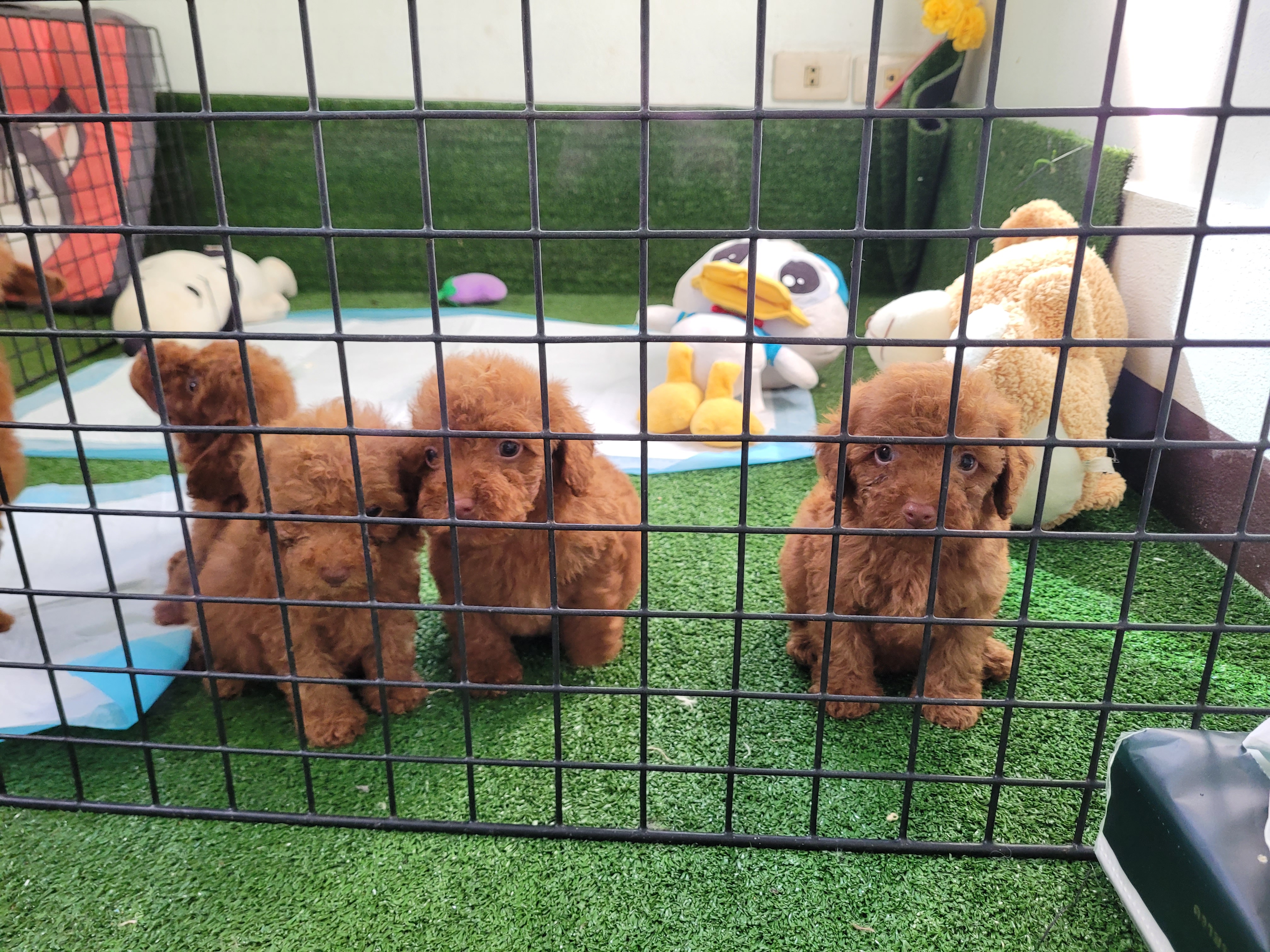 โปร เดือน 11 อีกแล้วทุกคน มามา พุดเดิ้ลทอยสวยๆ เกรดพรีเมียม