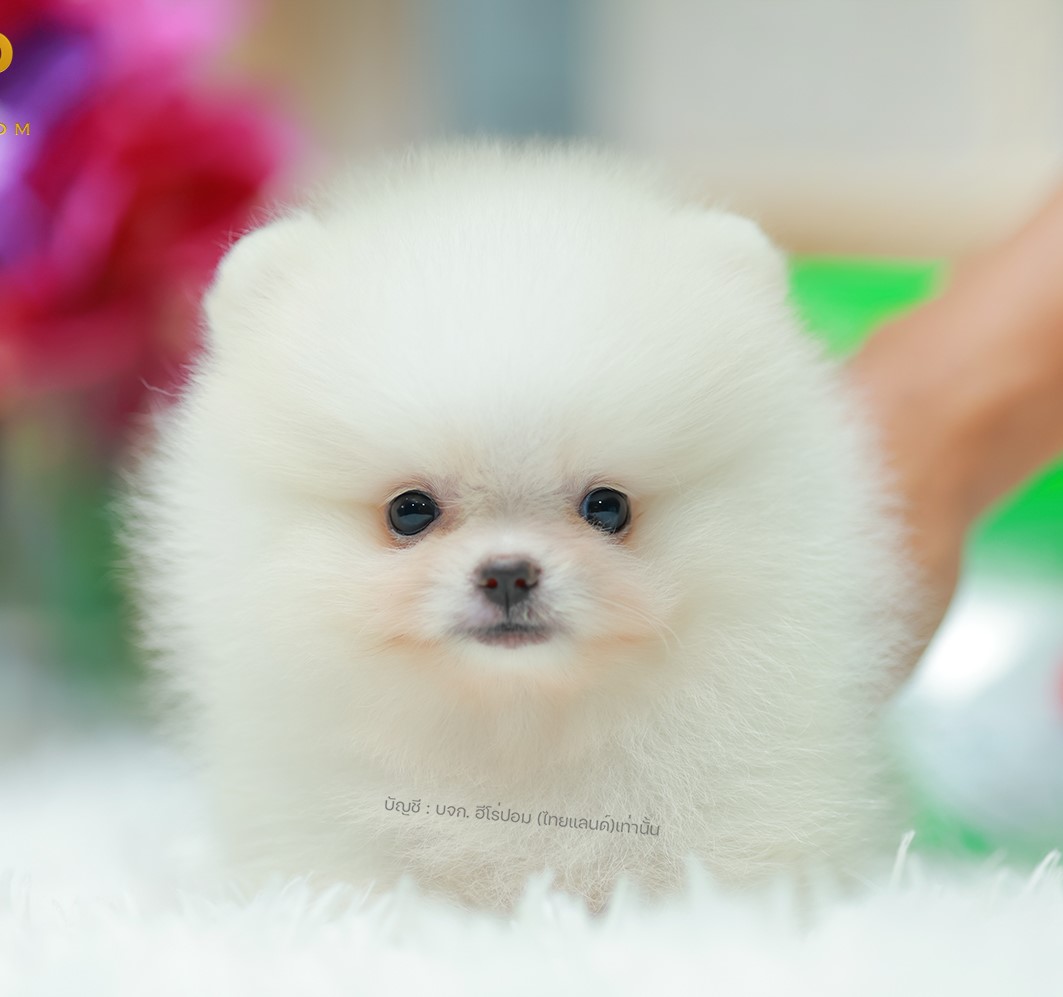 ปอมแท้ ปอมเมอเรเนียน HRM-68118 เพศชาย สีขาว อายุ 2 เดือน หน้าตาน่ารัก ขาสั้น ขนแ...