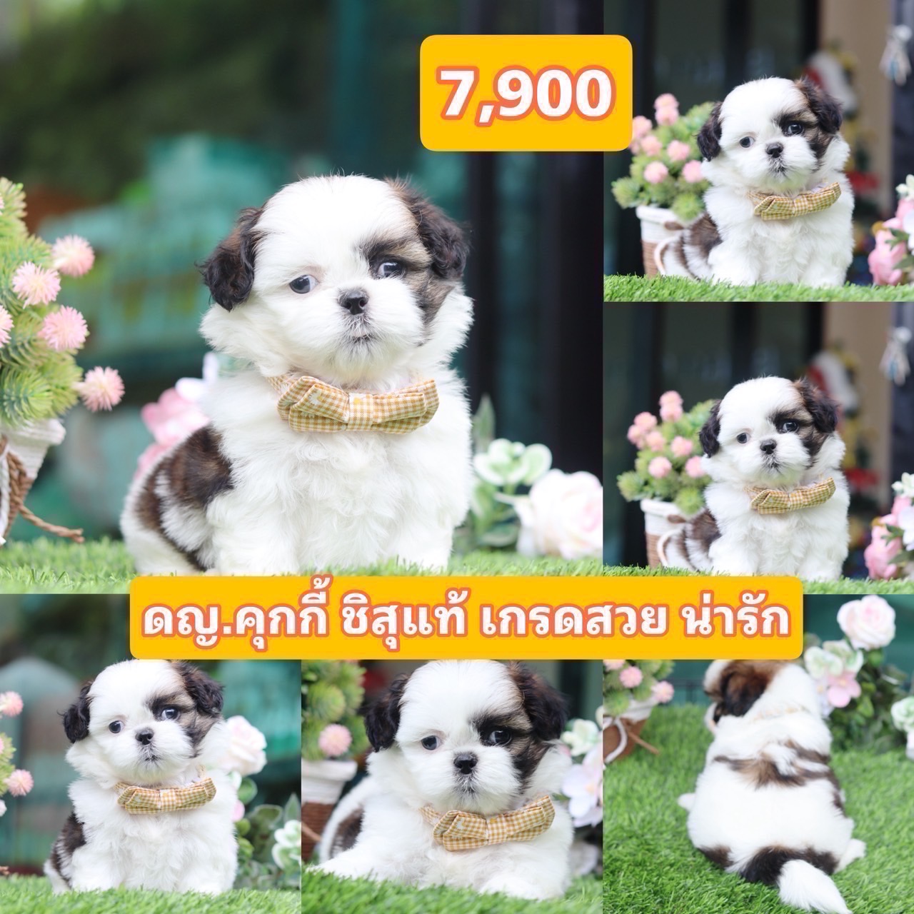 ชิสุแท้เกรดสวย