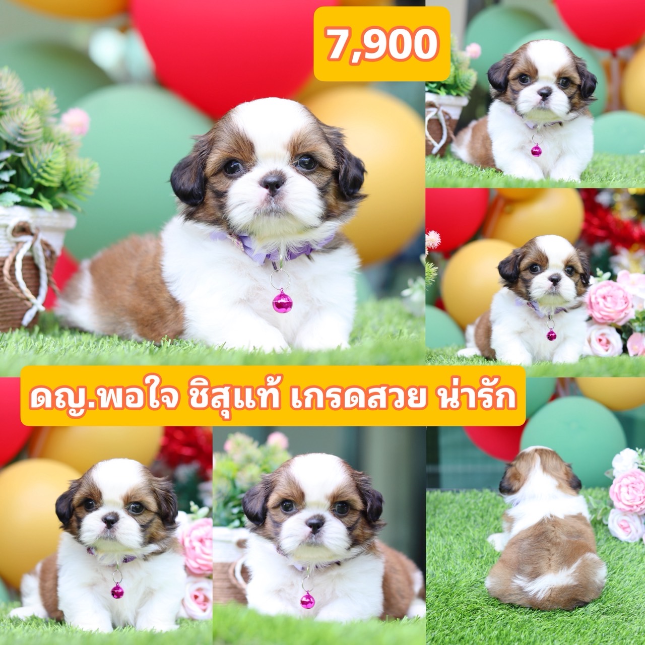 ชิสุแท้เกรดสวย