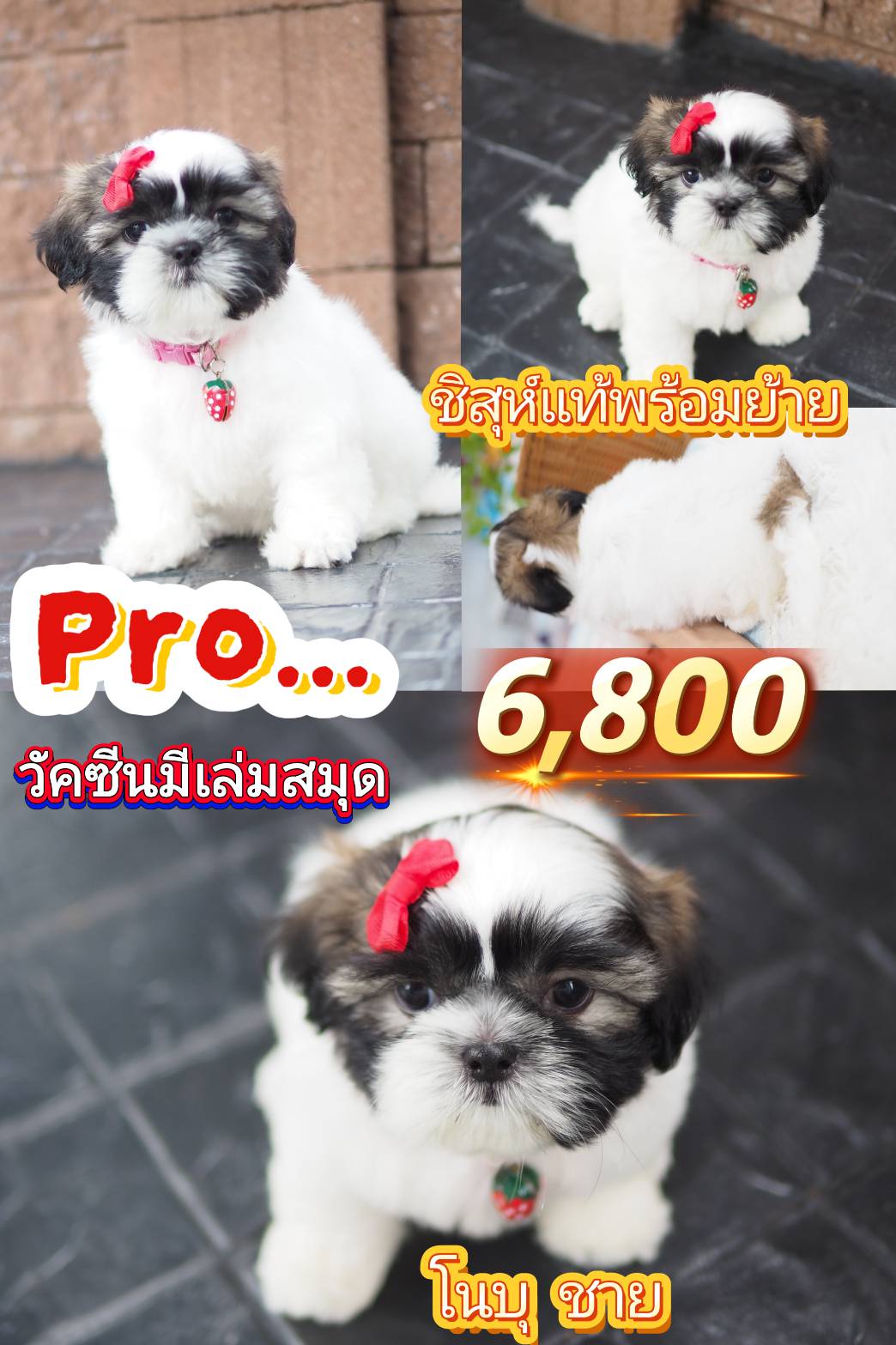 ชิสุ 6800