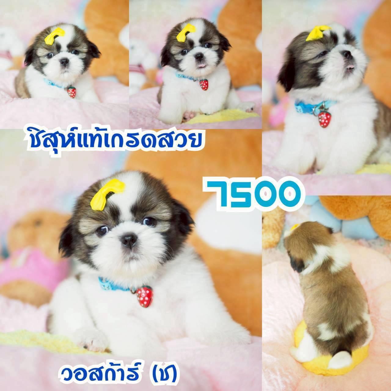 กิ๊ฟซ่า มาแล้ว ถูกและดี @kibzaa