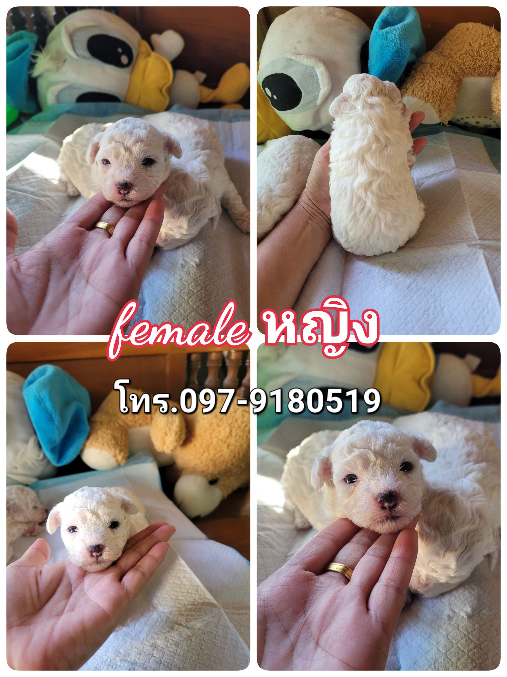 Poodletoy tiny tcup พุดเดิ้ลทอย ไทนี่ทีคัพ ขาวสำลี