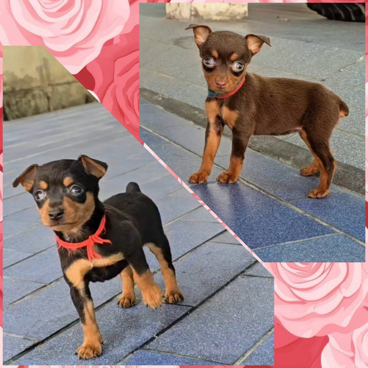 ลูกสุนัขมิเนียเจอร์ พินเชอร์ สายพันธุ์แท้ เกรด A ชุดที่ 206 จาก kankarnclub มีจั...