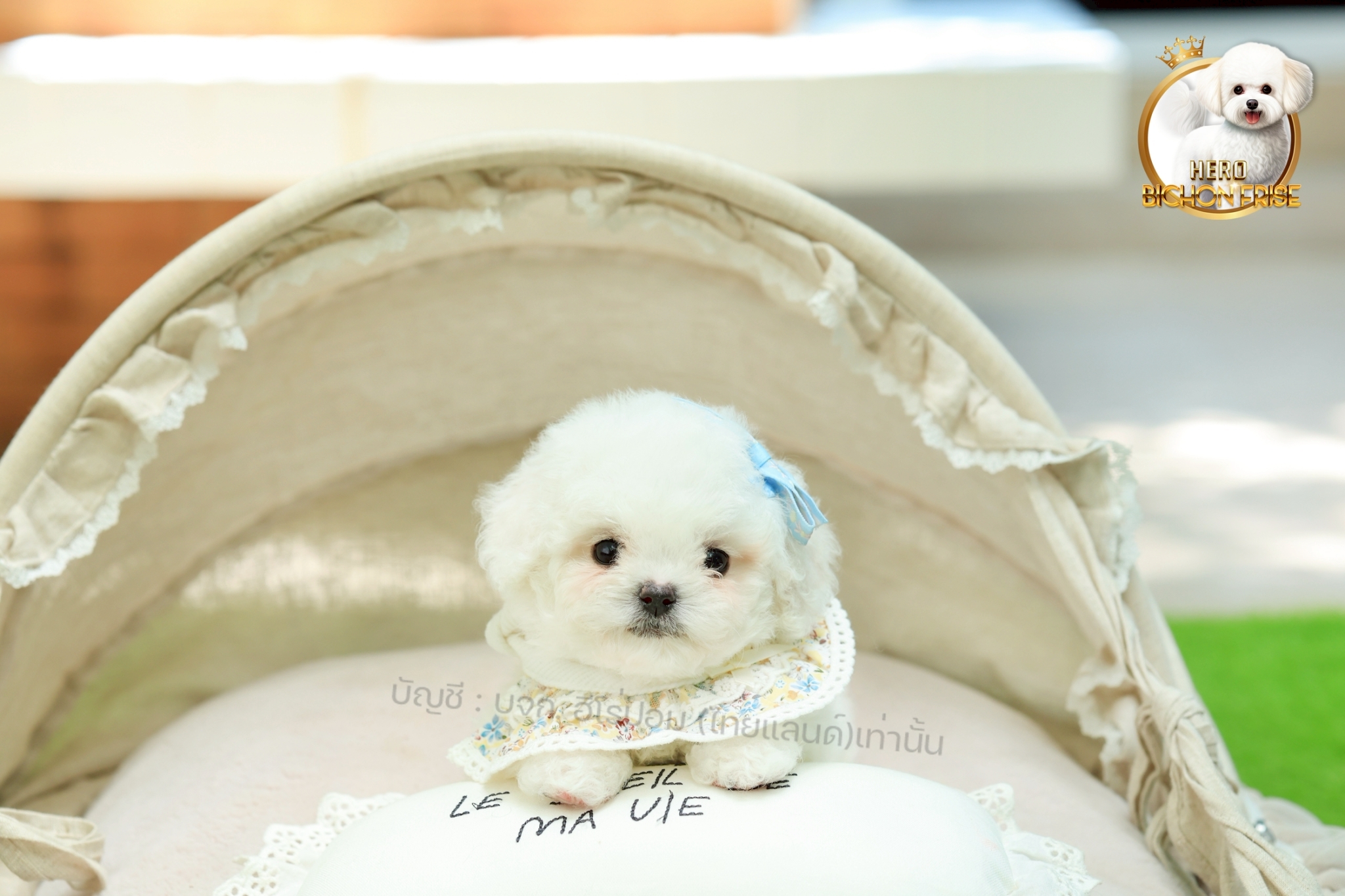 มินิบิชอง BCF-10853 เพศหญิง สีขาว สวยหวานลูกคุณ ตัวเล็ก ขนนุ่ม สายเลือดคุณพ่อคุณ...