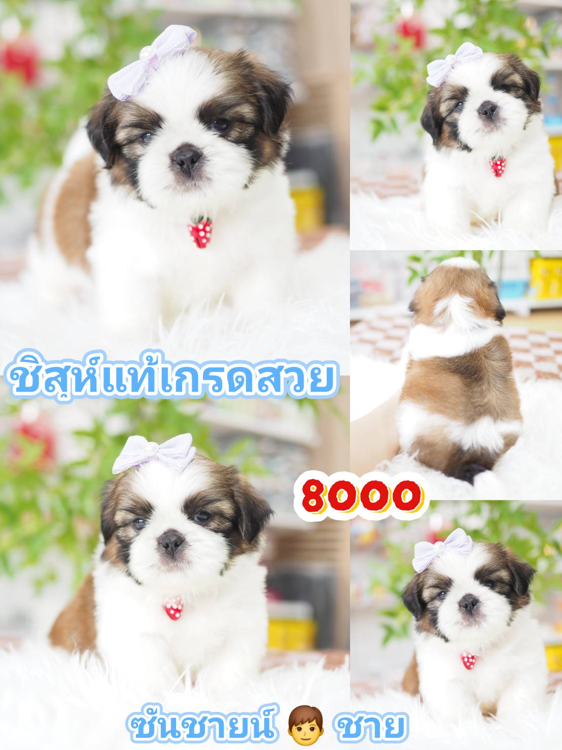 Shihtzu