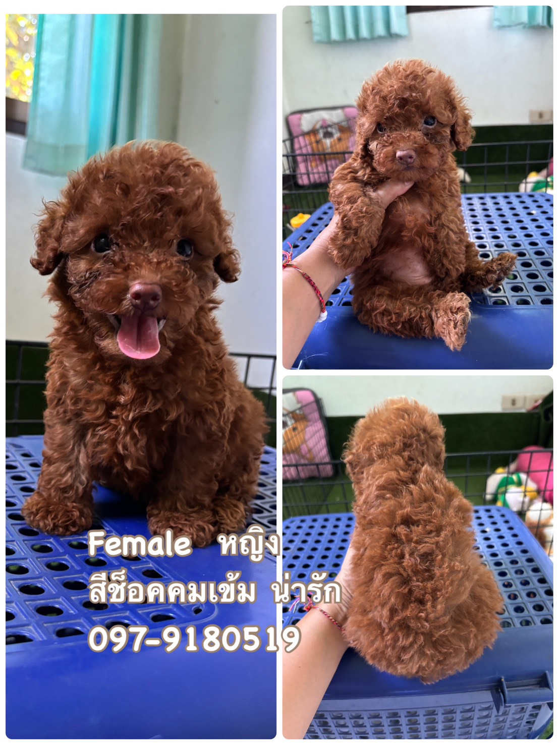จัดโปร ด่วน ด่วน poodletoy พุดเดิ่ลทอยหน้าหมีขนแน่น เกรดพรีเมียม