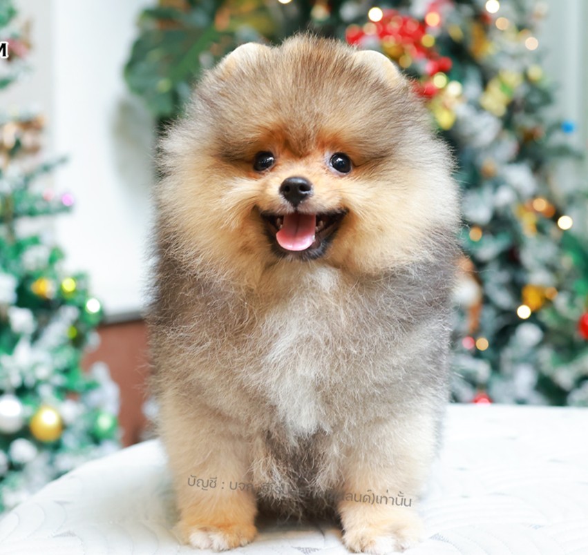 ปอมแท้ ปอมหน้าหมี HRM-10797 เพศชาย สีส้ม ตัวจิ๋วตัวเล็ก แก้มอ้วน น่าฟัดมาก ๆ ตอน...