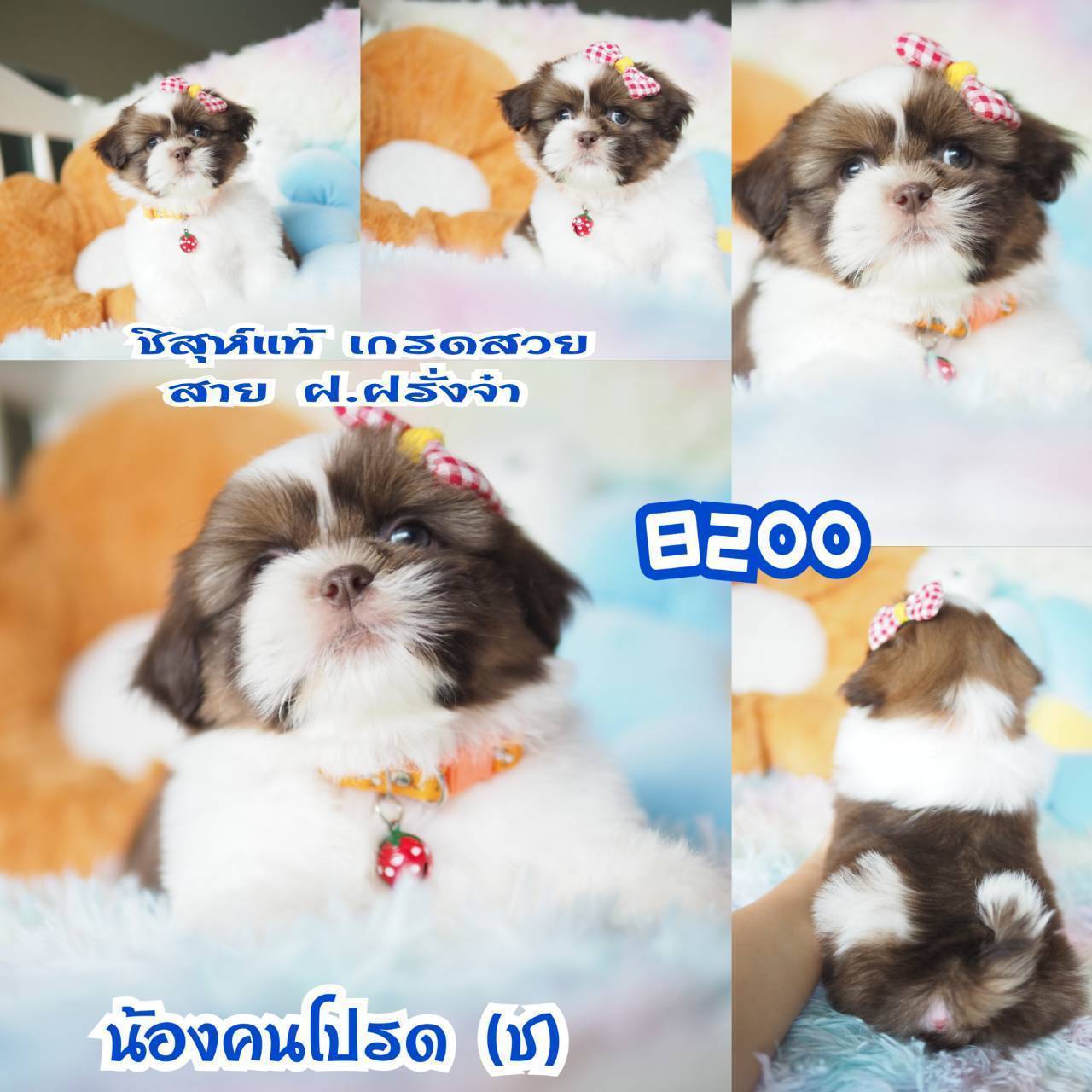 ❤️บ้านกิ๊ฟซ่า ชิสุห์ จตุโชติ สะพานใหม่ บางเขน