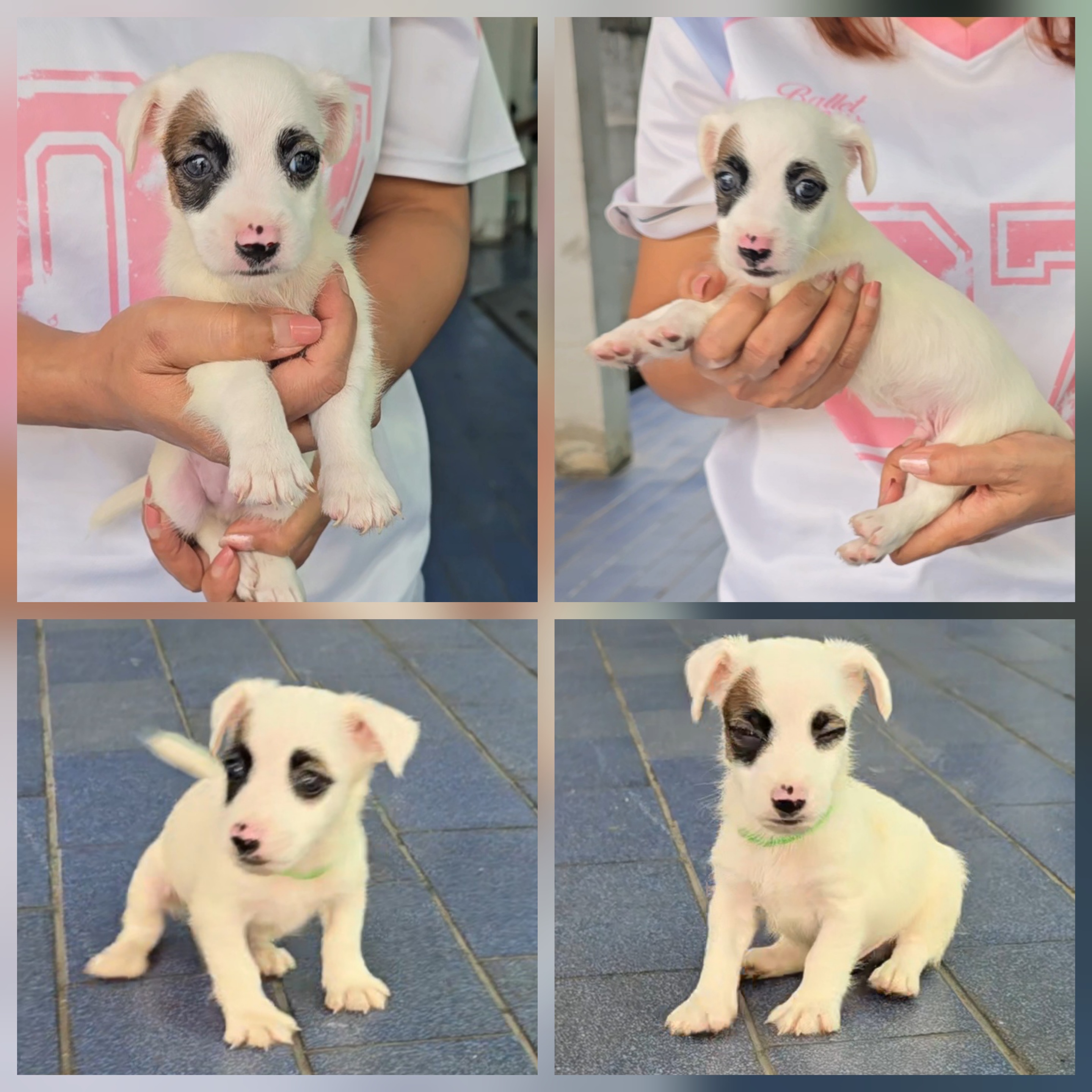 ลูกสุนัขแจ็ค รัสเซลล์ สายพันธุ์แท้ เพศผู้ ฉลาด เลี้ยงง่าย จาก kankarnclub มีจัดส...