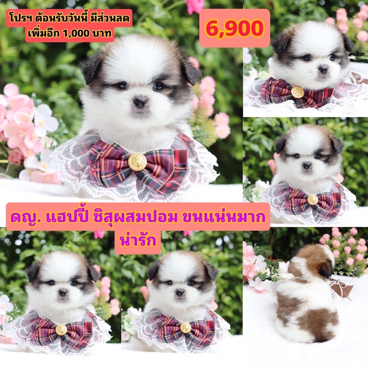 ชิสุผสมปอม