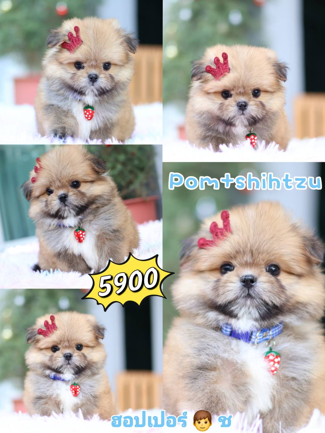 Kibzaa Shihtzu