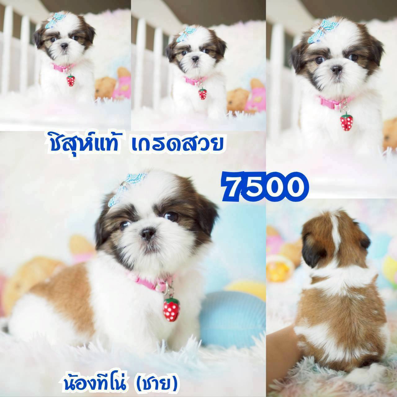 ❤️บ้านกิ๊ฟซ่า ขาสั้นๆ