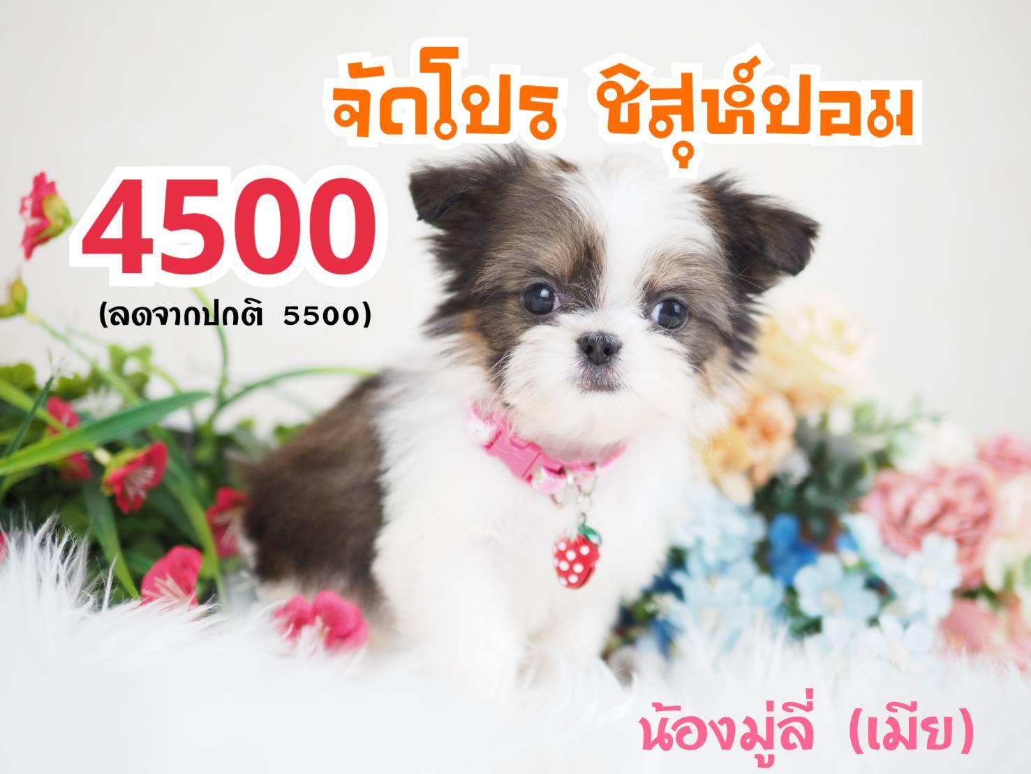 กิ๊ฟซ่าชิสุ จตุโชติ กทม