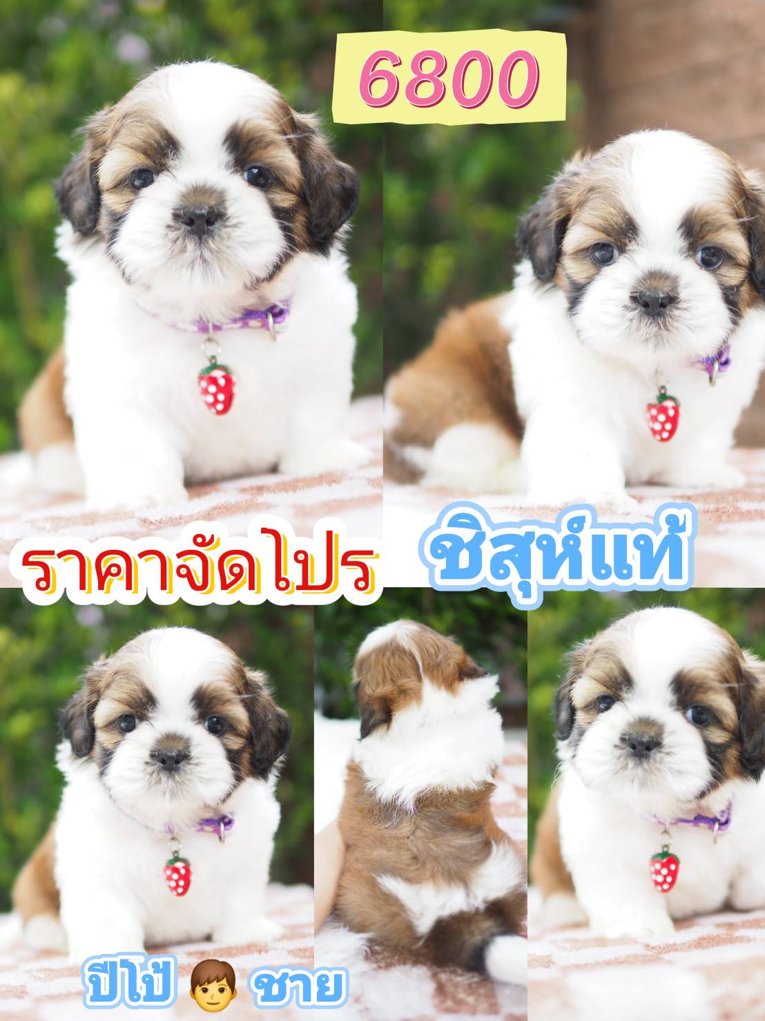 จัดโปร ชิสุแท้ 6800