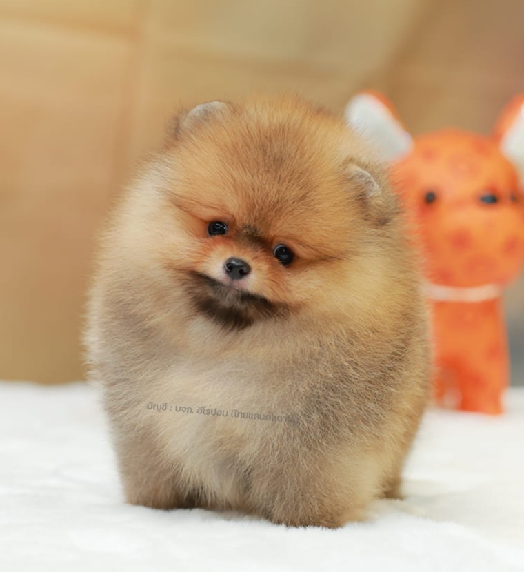 ปอมแท้ ปอมหน้าสั้น HRM-10786 เพศชาย สีส้ม หนุ่มฮอต หน้าตาน่ารัก น่าเอ็นดูมาก ๆ แ...