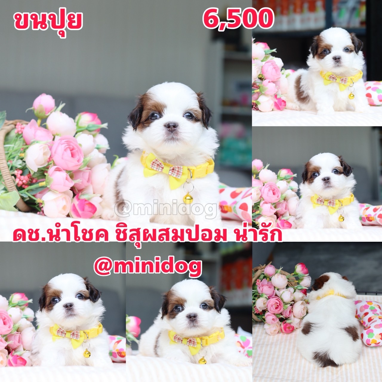 ชิสุผสมปอม