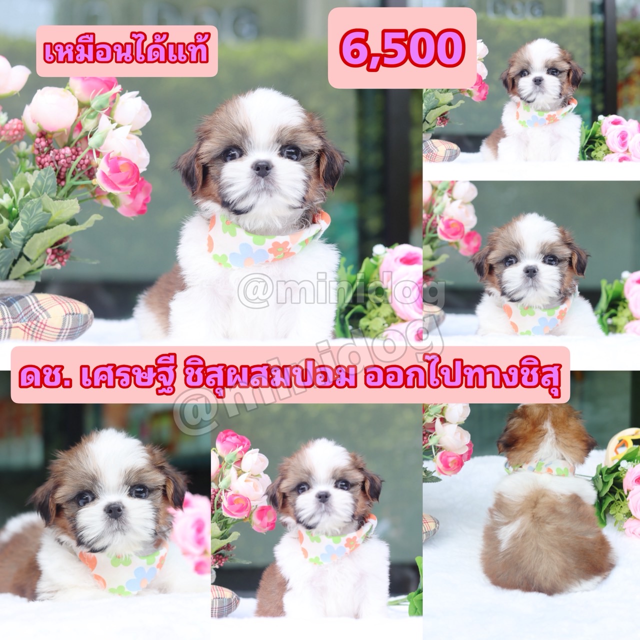 ชิสุผสมปอม