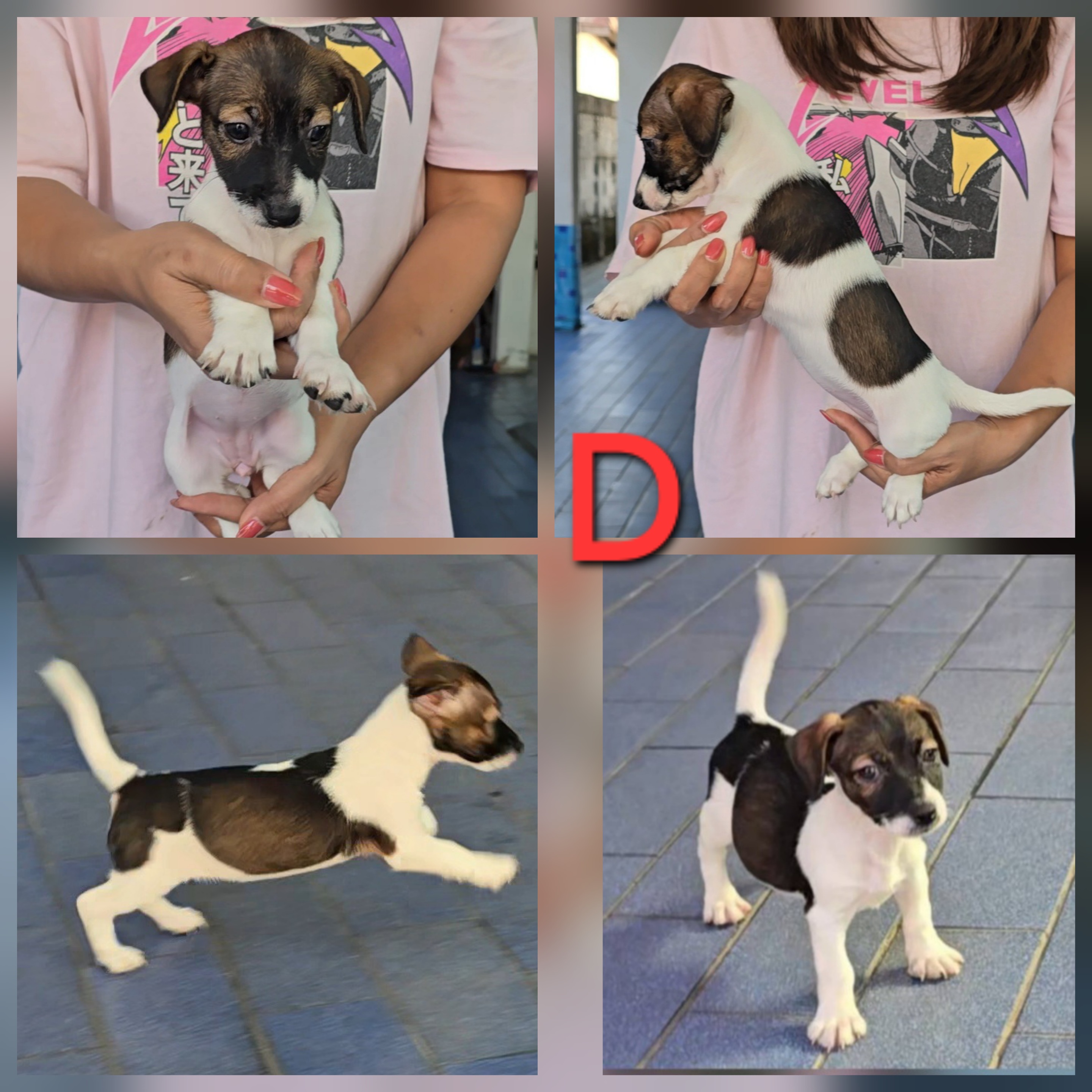 ลูกสุนัขแจ็ค รัสเซลล์ เพศเมีย สายพันธุ์แท้ ร่าเริง ฉลาด เลี้ยงง่าย จาก kankarncl...