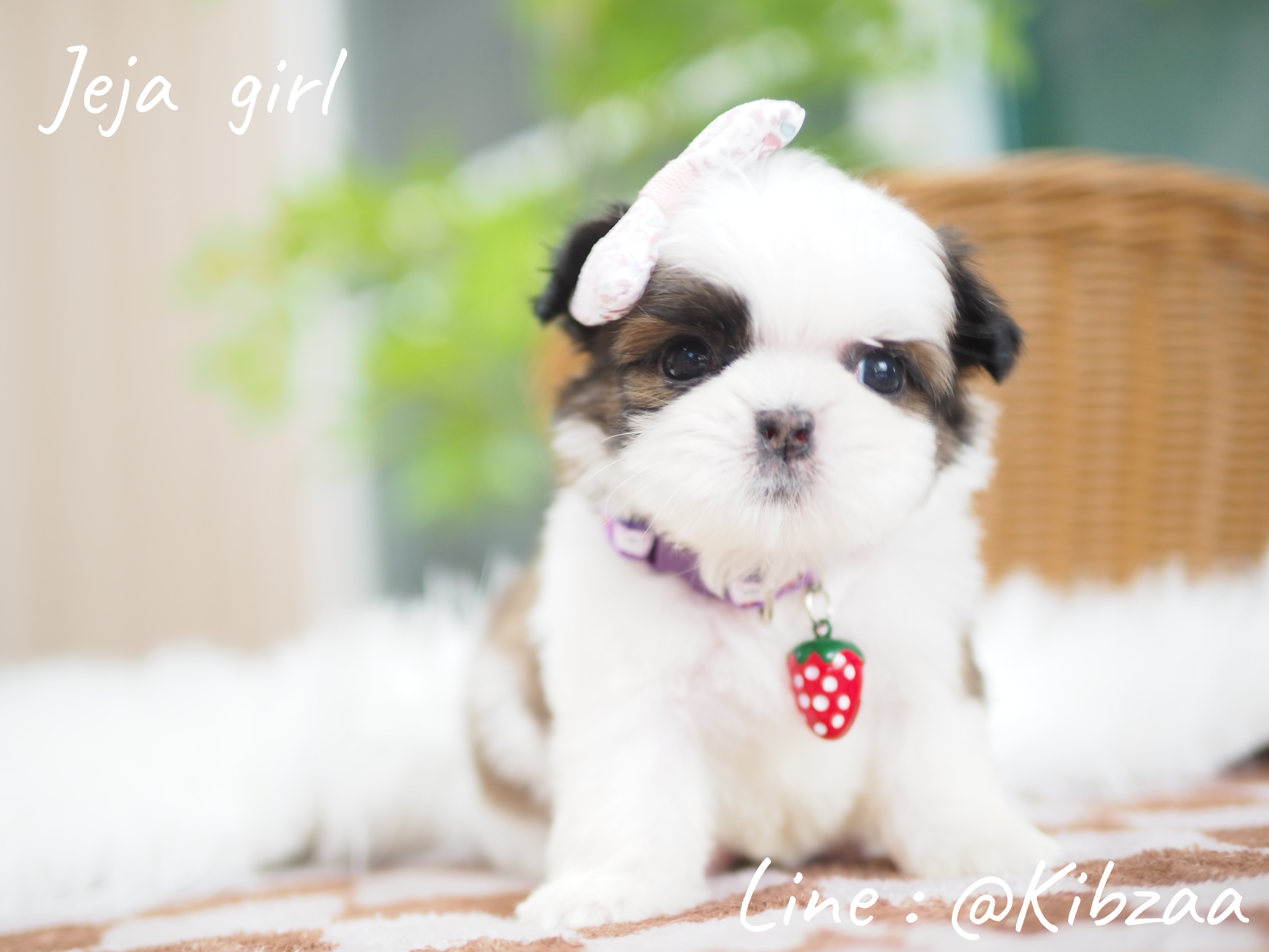 Shihtzu