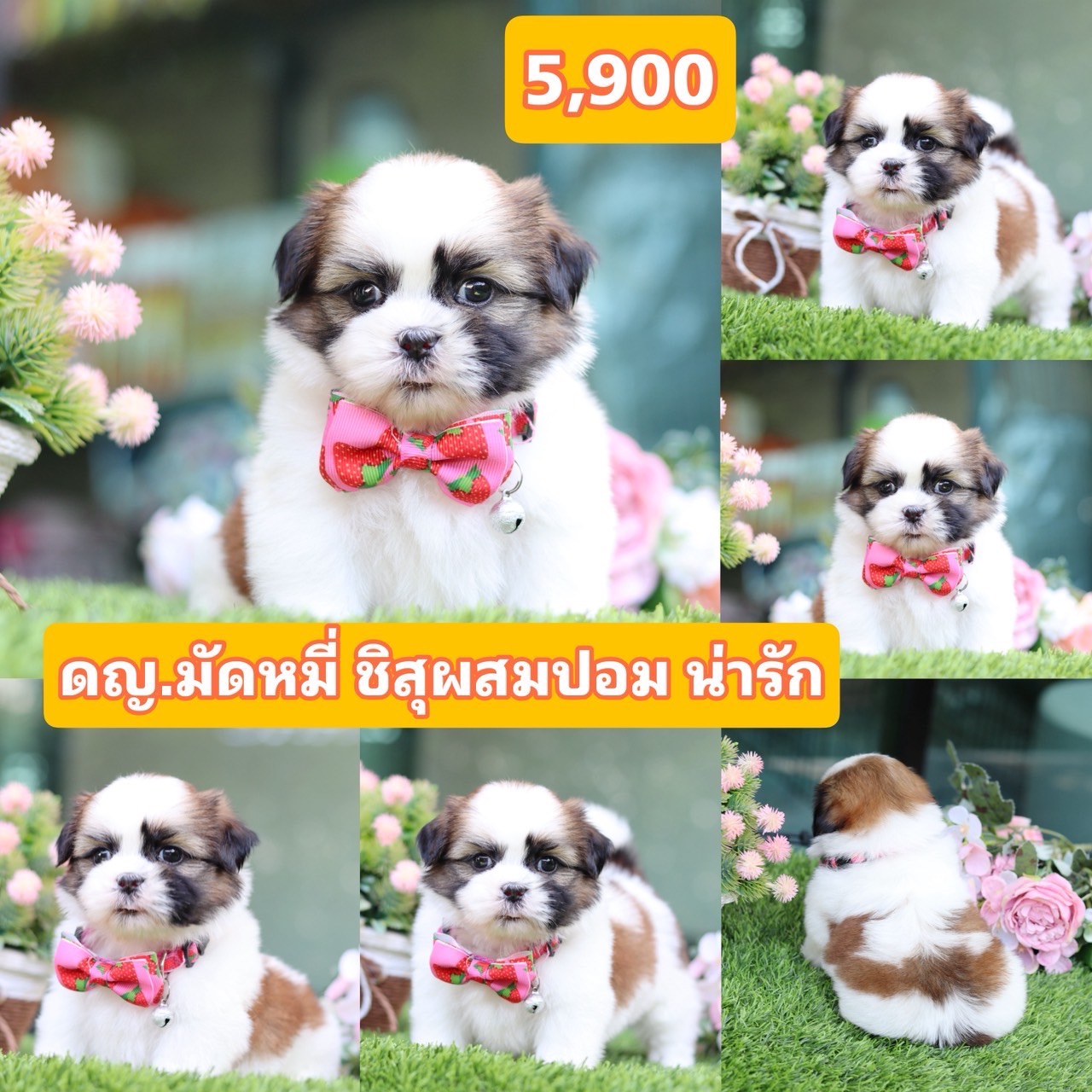 ชิสุผสมปอม