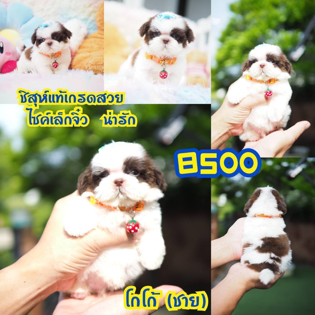 ❤️บ้านกิ๊ฟซ่า ชิสุห์ จตุโชติ สะพานใหม่ บางเขน