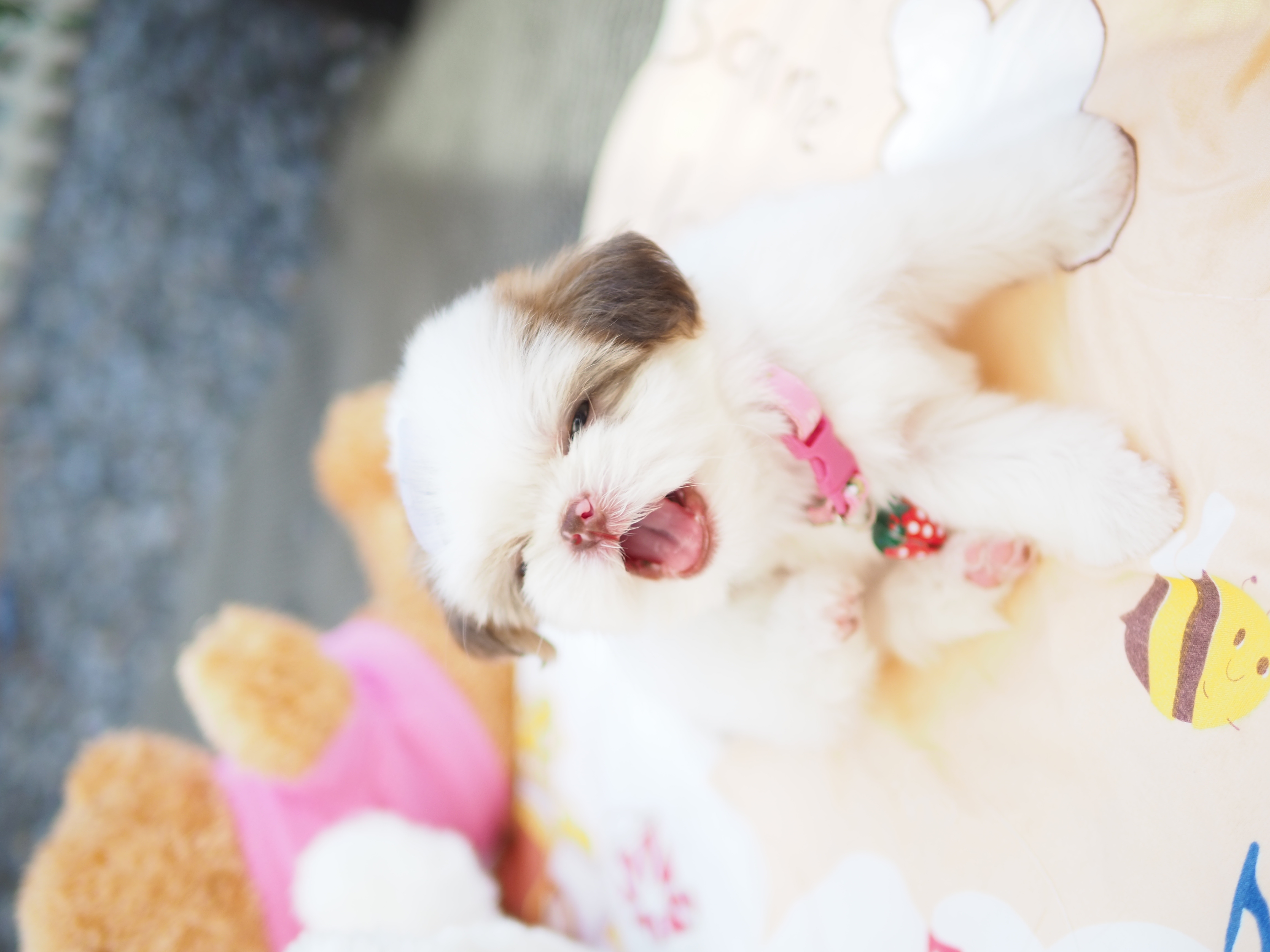 กิ๊ฟซ่า ชิสุห์  น่ารัก