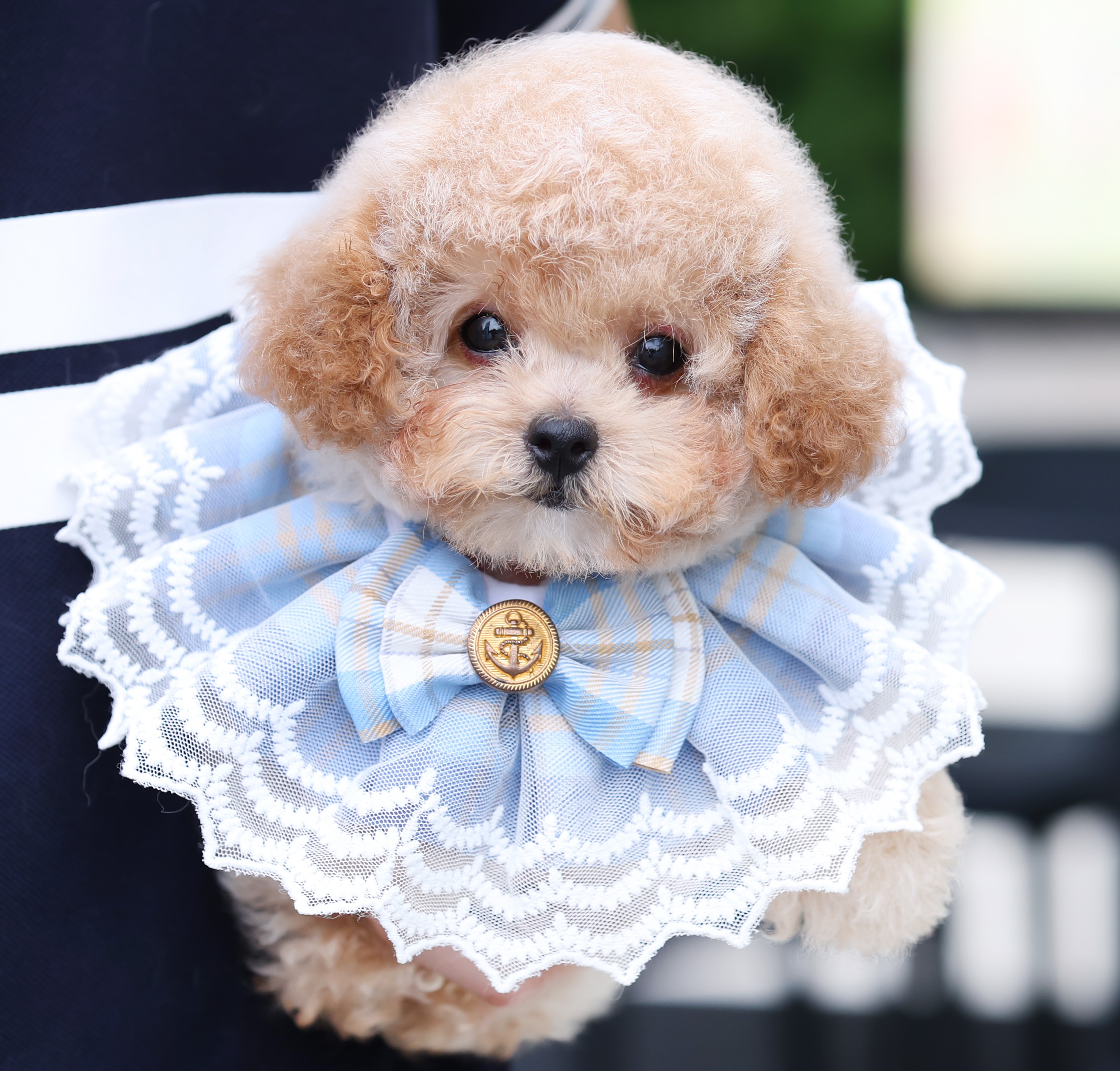 บิซองพู BCF-35599 เพศหญิง สีแชมเปญ อายุ 2 เดือน หน้าตาน่ารัก ขาสั้น ขนแน่นฟู ขี้...