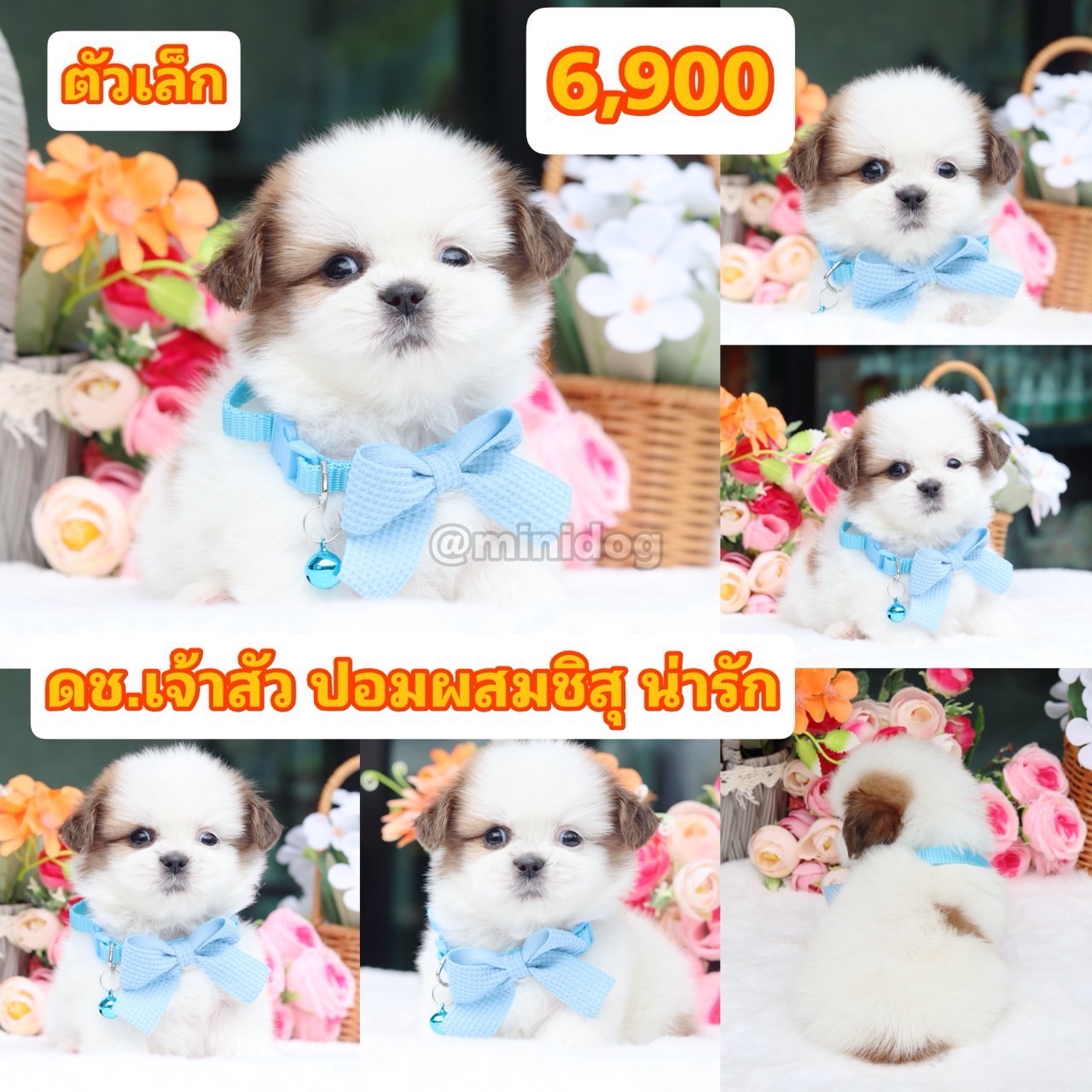 ชิสุผสมปอม