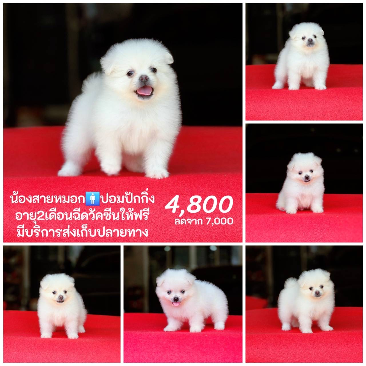 ปอมผสมปักกิ่ง เพศผู้ สีขาว ฟรีวัคซีน