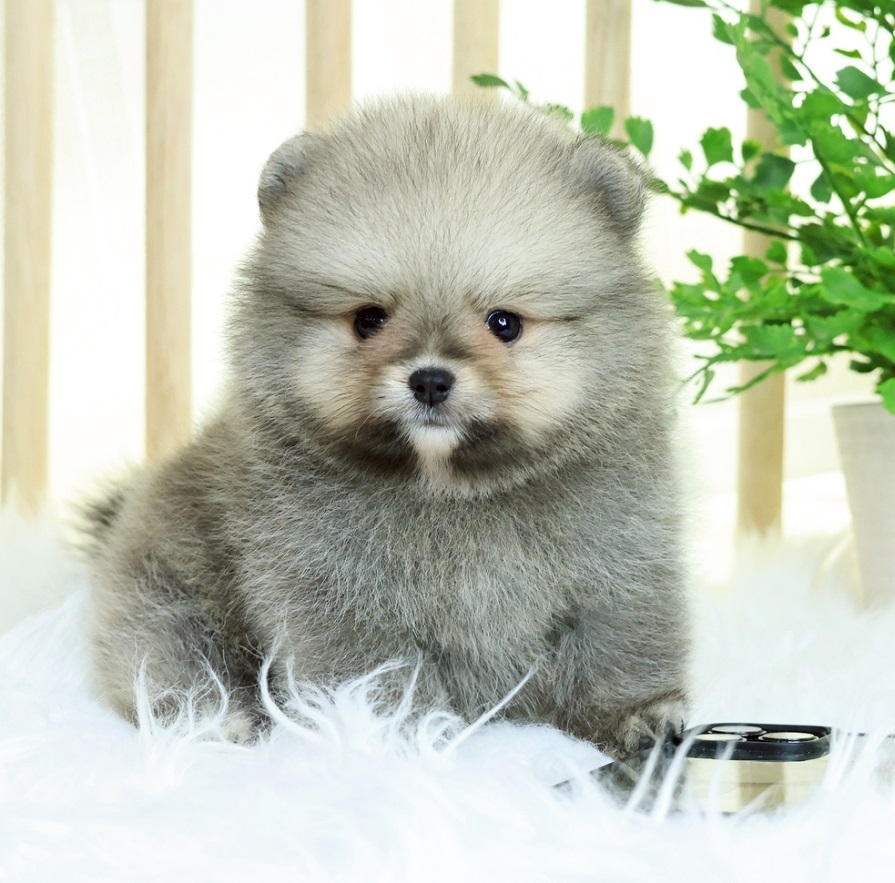 ปอมแท้ ปอมเมอเรเนียน HRM-68342 เพศชาย สีส้ม อายุ 2 เดือน หน้าตาน่ารัก ขาสั้น ขนแ...