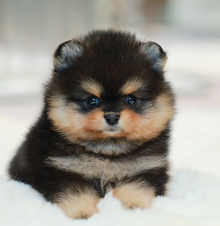 ปอมแท้ ปอมเมอเรเนียน HRM-68776 เพศชาย สีแบล็คแทน อายุ 2 เดือน หน้าตาน่ารัก ขาสั้...