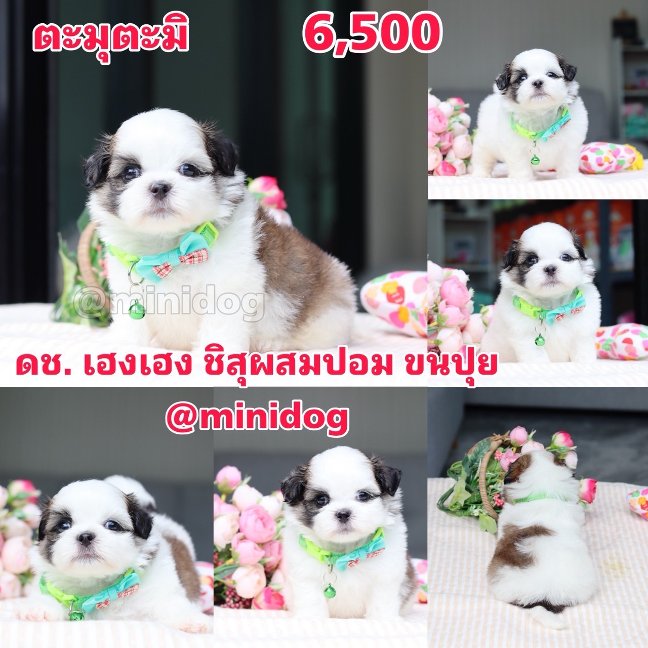 ชิสุผสมปอม