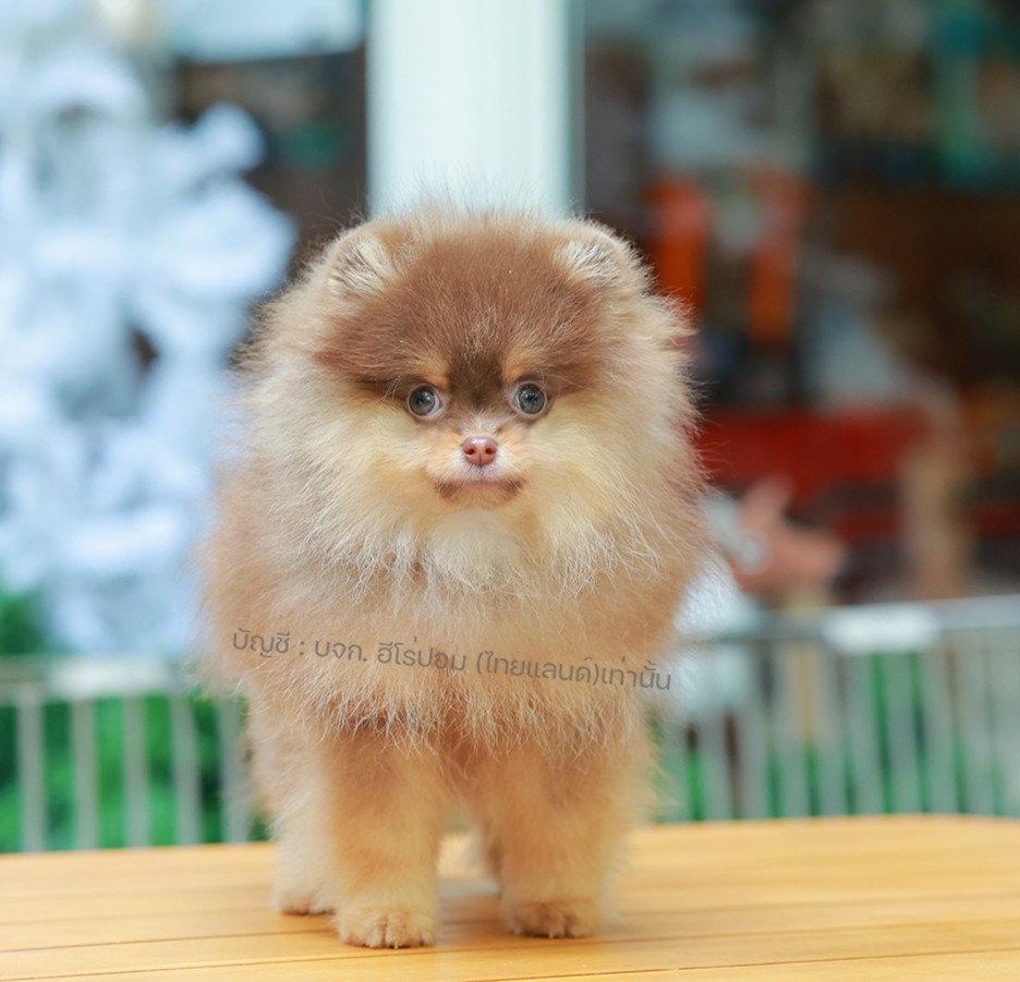 ปอมแท้ ปอมหน้าหมี HRM-89135 เพศชาย สีช็อคแทน ตัวจิ๋วตัวเล็ก แก้มอ้วน น่าฟัดมาก ๆ...