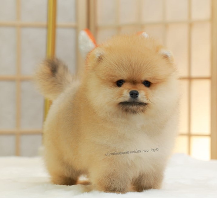 ปอมแท้ ปอมหน้าหมี HRF-89143 เพศหญิง สีส้ม เจ้าหนูน่ารัก ตัวสั้นขนแน่นมาก หน้าตาน...