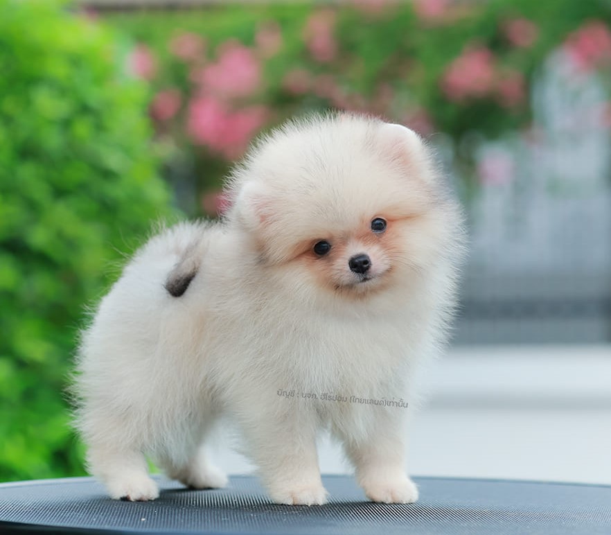 ปอมแท้ ปอมหน้าสั้น HRF-10795 เพศหญิง สีส้ม สาวฮอต หน้าตาน่ารัก น่าเอ็นดูมาก ๆ แก...