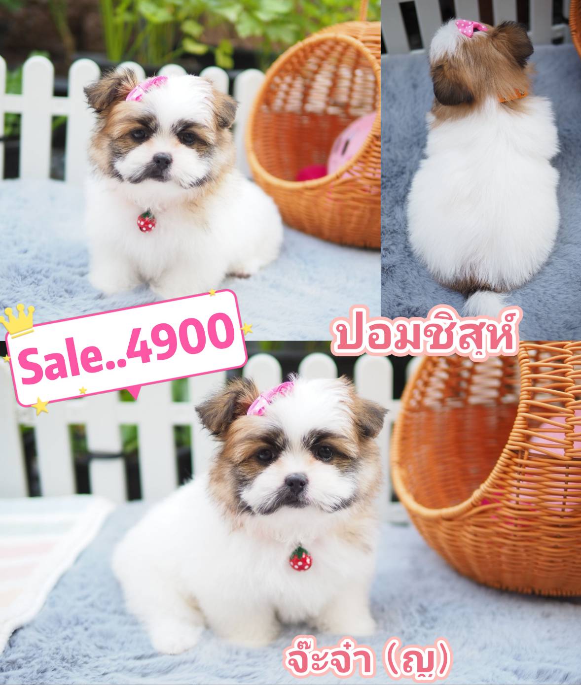 กิ๊ฟซ่า