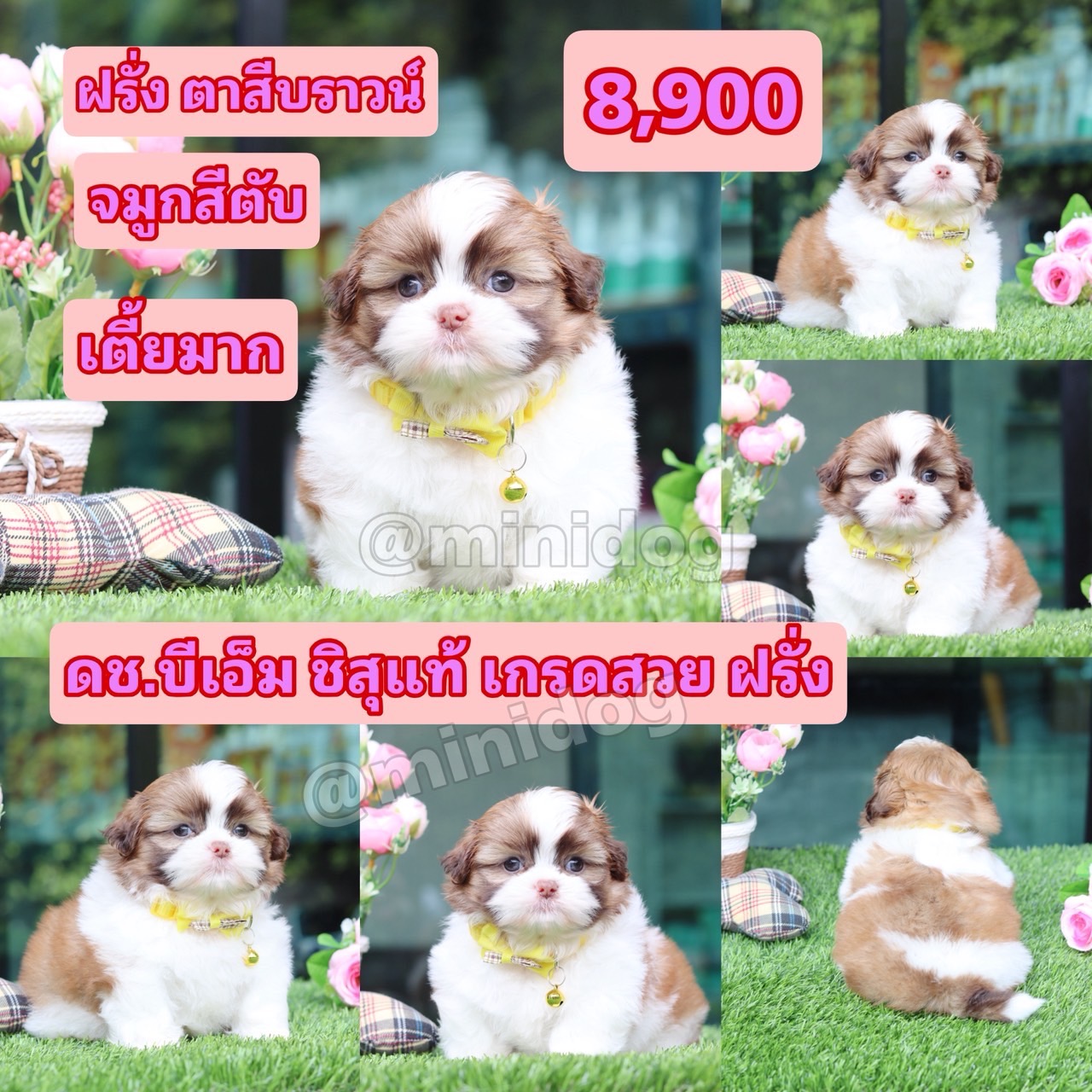 ชิสุแท้เกรดสวย