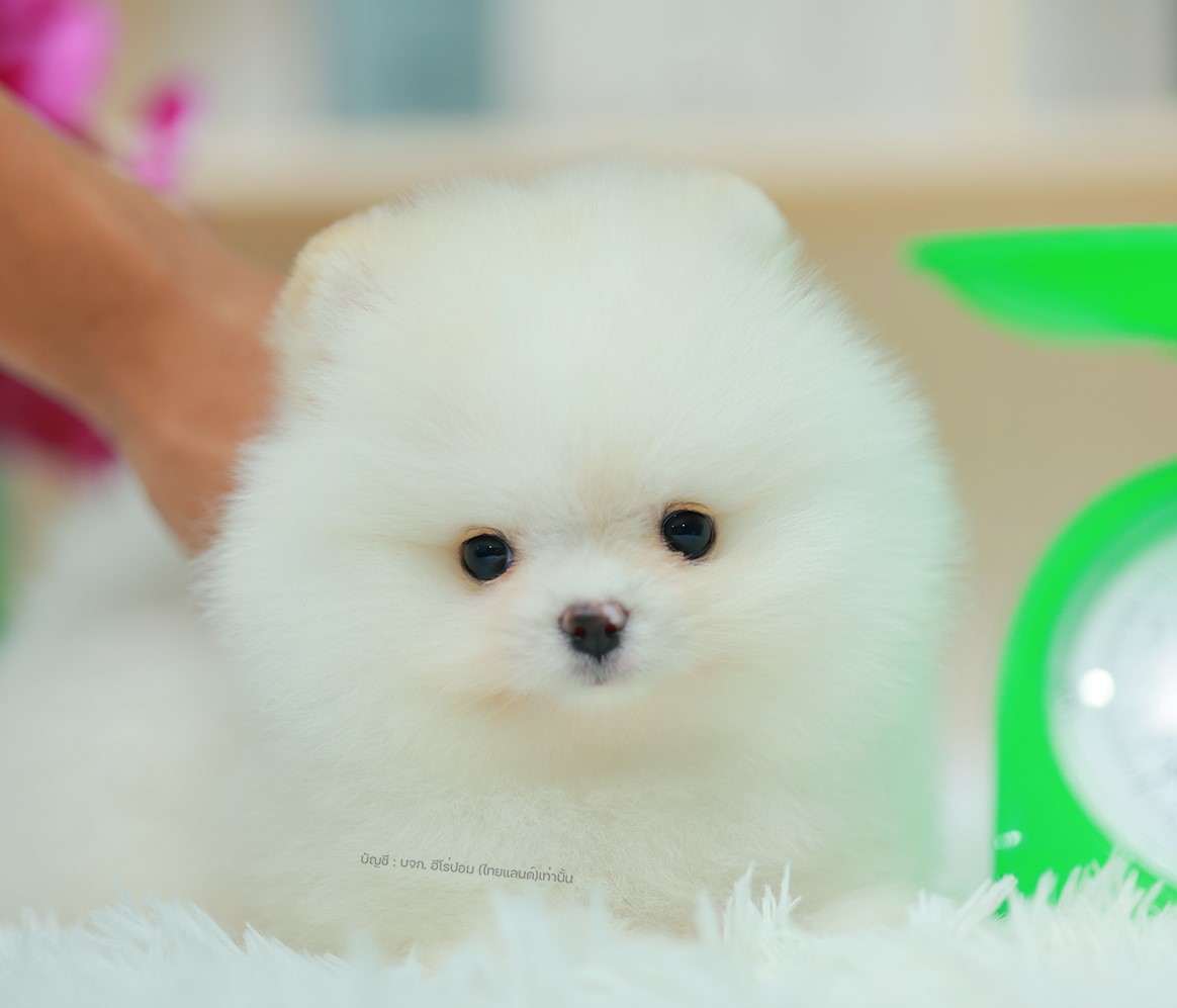 ปอมแท้ ปอมเมอเรเนียน HRF-68137 เพศหญิง สีขาว อายุ 2 เดือน หน้าตาน่ารัก ขาสั้น ขน...