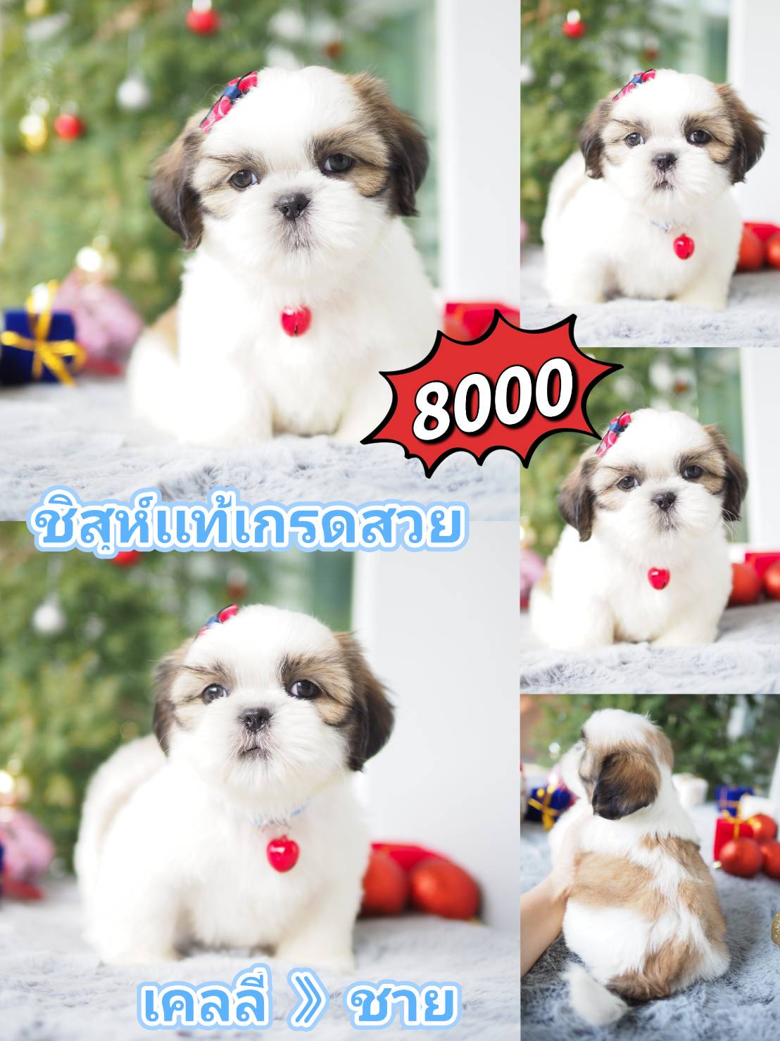 กิ๊ฟซ่าของแท้ @kibzaa เท่านั้น