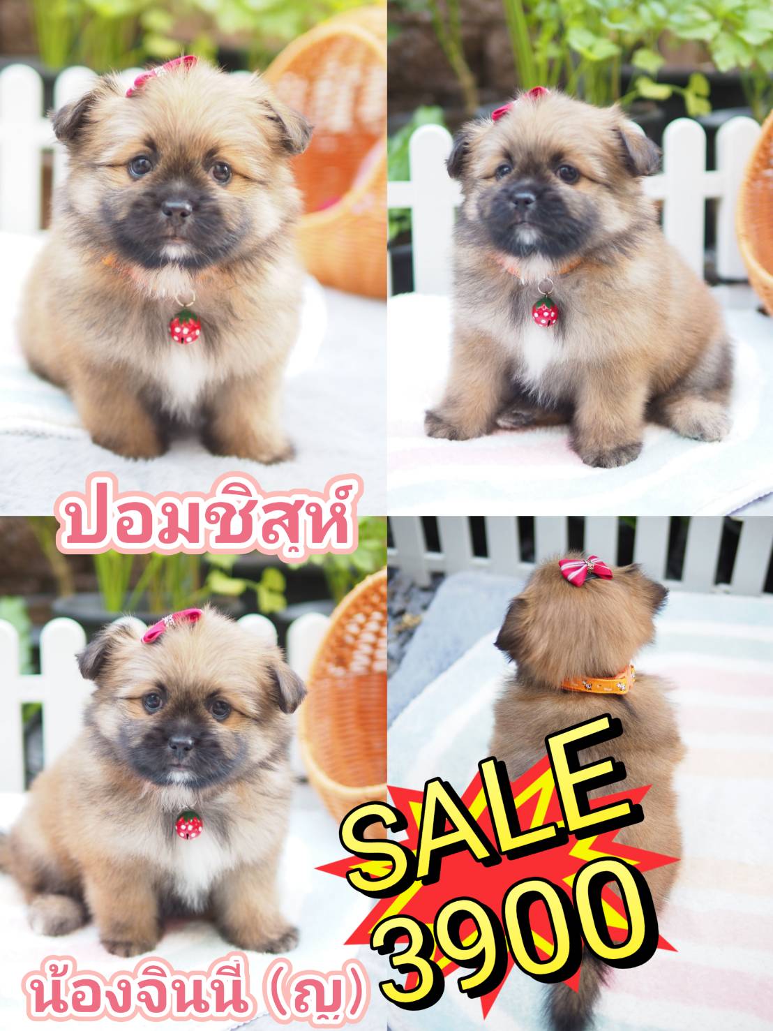 กิ๊ฟซ่า มาแล้ว