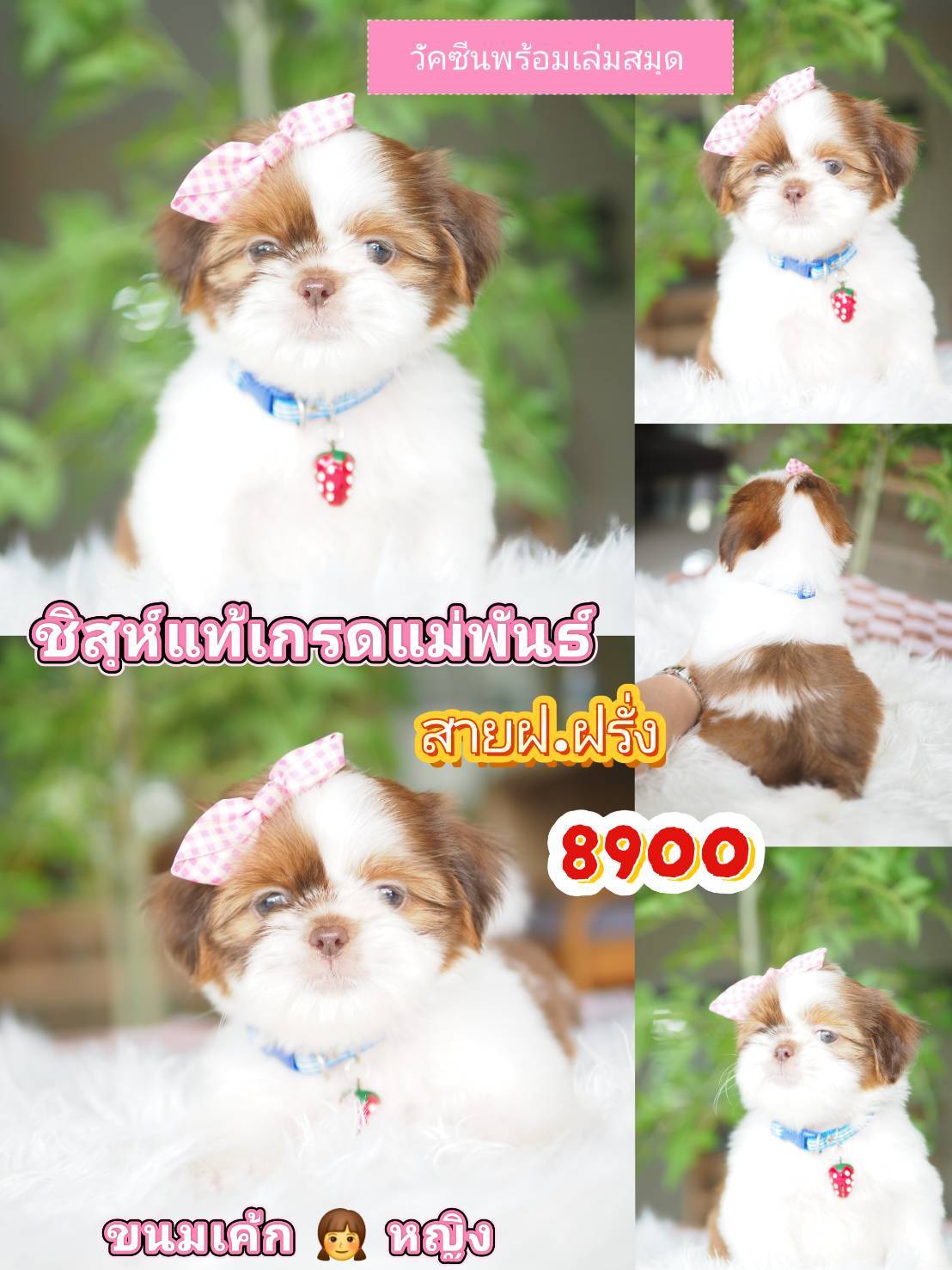 Shihtzu