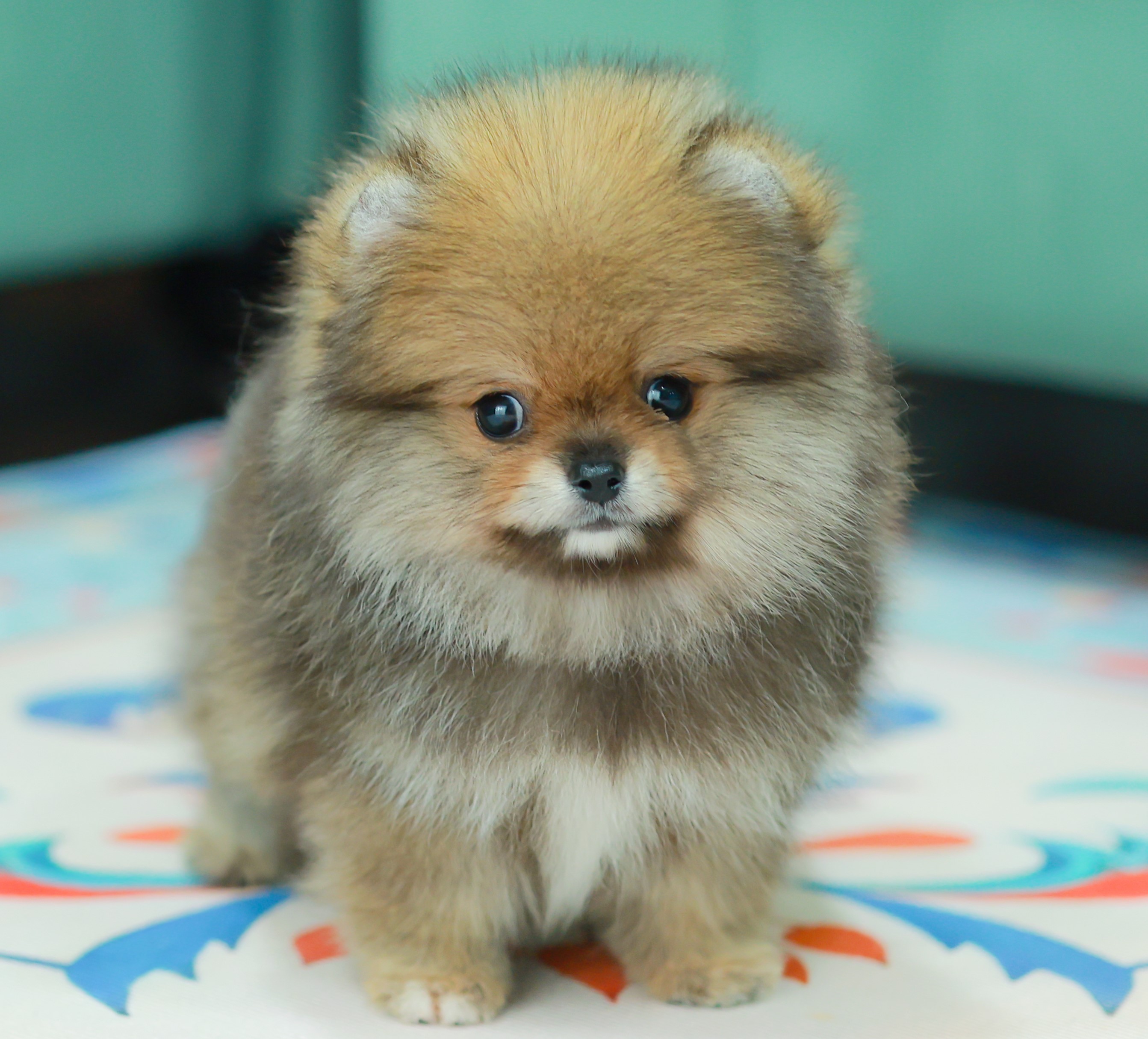 ปอมแท้ ปอมเมอเรเนียน HRF-68582 เพศหญิง สีส้ม อายุ 2 เดือน หน้าตาน่ารัก ขาสั้น ขน...