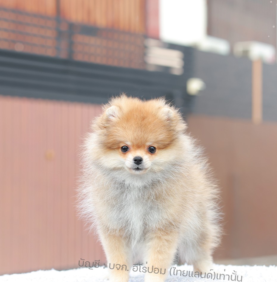 ปอมแท้ ปอมหน้าหมี HRF-10985 เพศหญิง สีส้ม อายุ 2 เดือน ขนแน่น ขาใหญ่ กินเก่ง หน้...