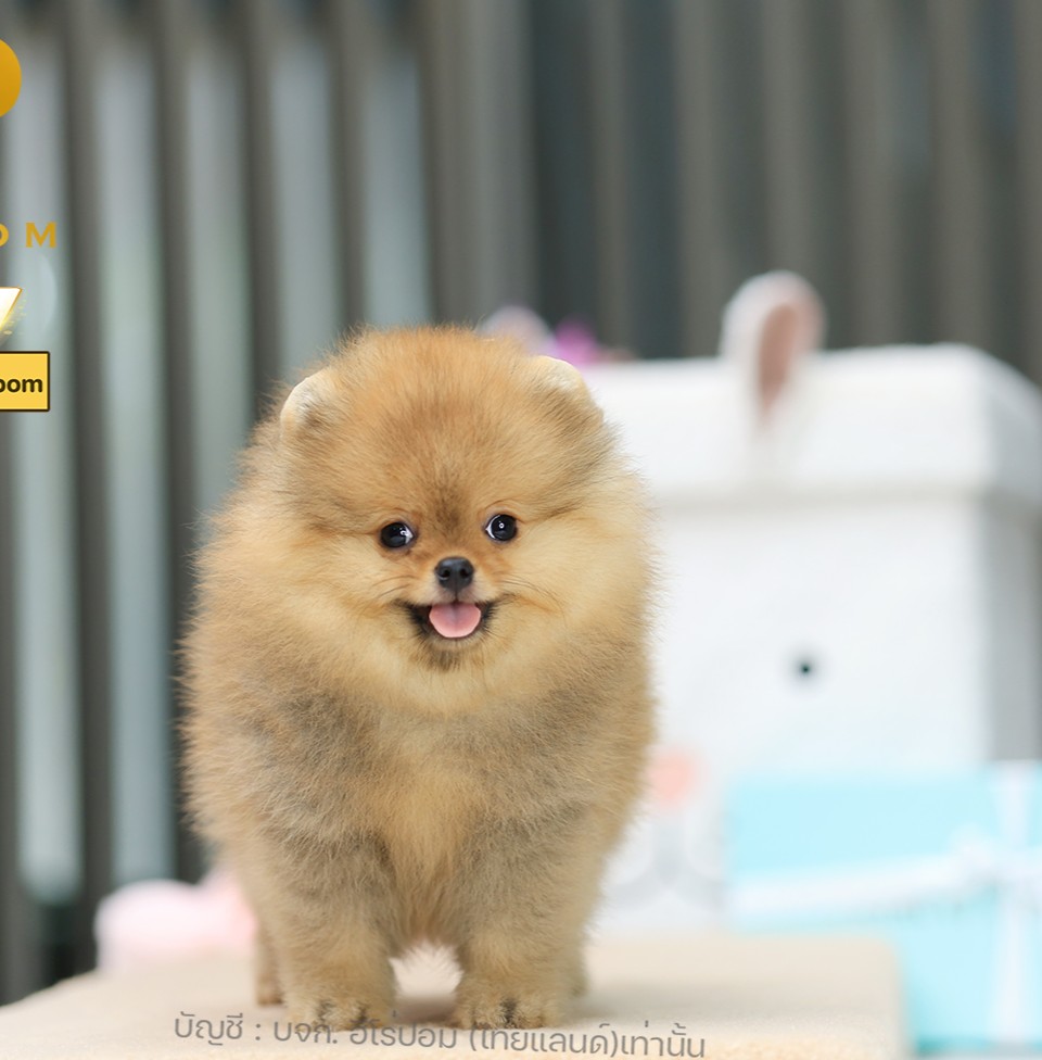 ปอมแท้ ปอมหน้าหมี HRM-10077 เพศชาย สีส้ม อายุ 2 เดือน ขนแน่น ขาใหญ่ กินเก่ง หน้า...