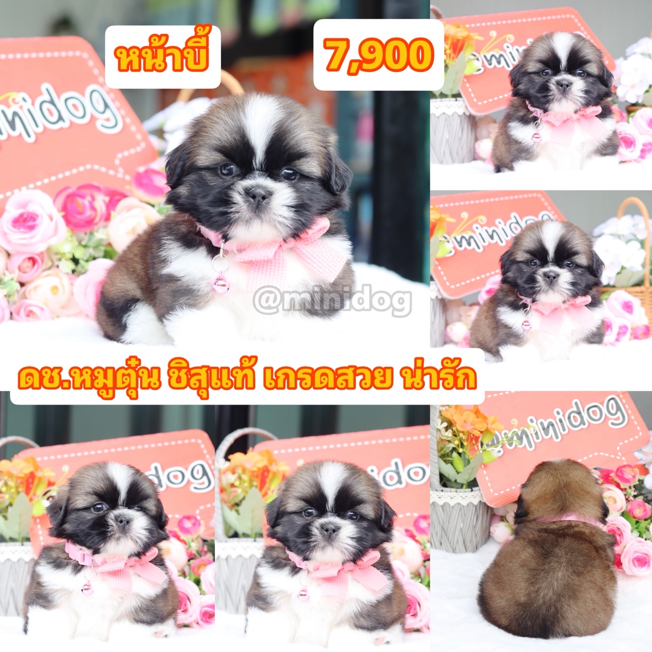 ชิสุแท้เกรดสวย