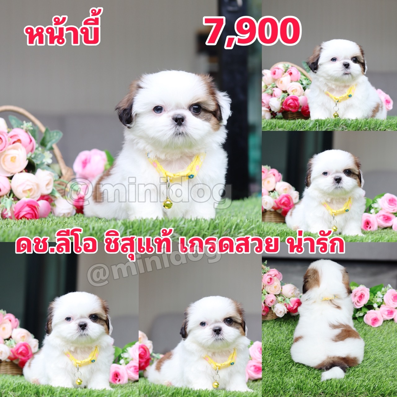 ชิสุแท้เกรดสวย