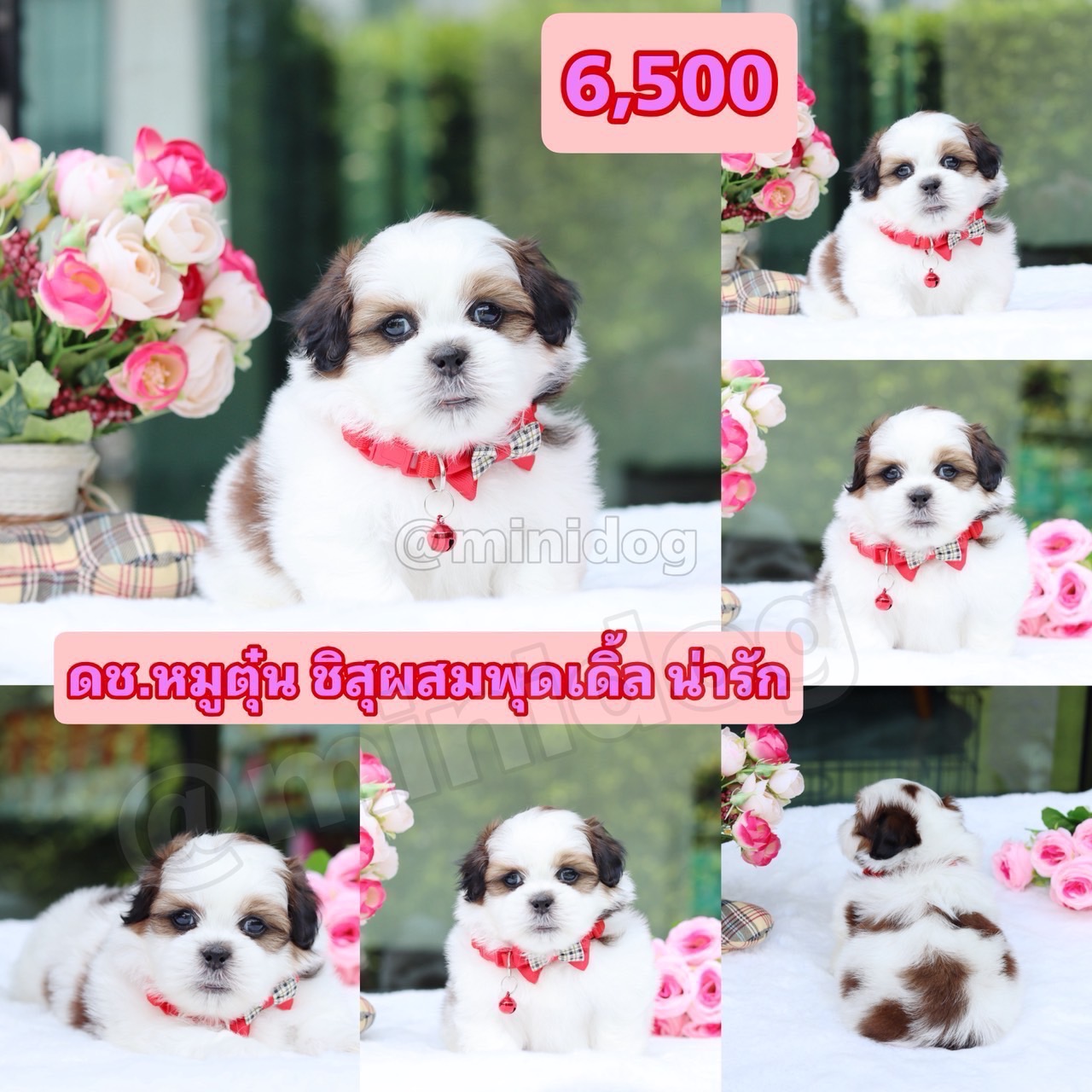 ชิสุผสมพุดเดิ้ล