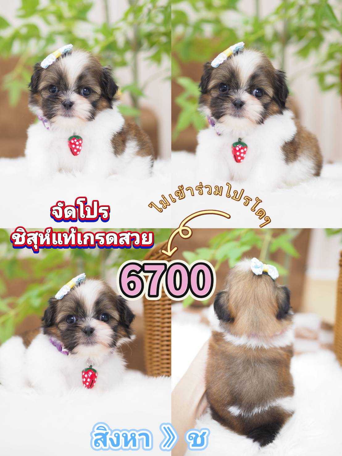 Shihtzu 6700