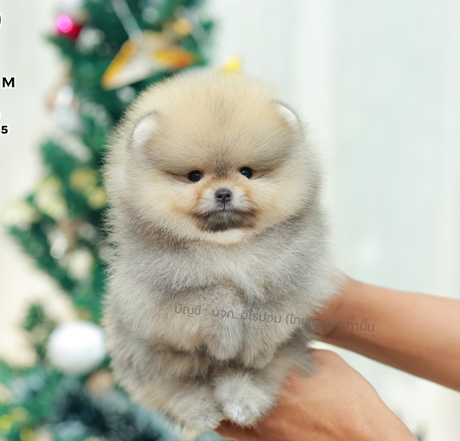 ปอมแท้ ปอมหน้าหมี HRM-10997 เพศชาย สีส้ม ตัวจิ๋วตัวเล็ก แก้มอ้วน น่าฟัดมาก ๆ ตอน...